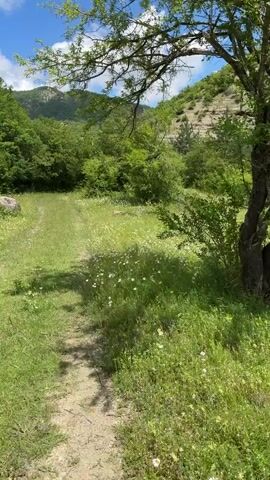 A dirt path winds through a sun-dappled grassy meadow dotted with white wildflowers. Lush green trees and foliage surround the meadow, leading up to a steep, rocky hillside covered in greenery. The sky is a vibrant blue with scattered white clouds. A tree branch with leaves overhangs the scene from the top left.