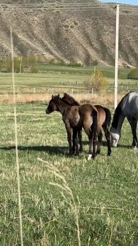 The scene is outdoors in a grassy field. Two young, dark brown foals stand close together in the center of the frame. A light gray horse grazes to their right, partially obscured by the foals. In the background, there is a large, grassy hill, a fence line, power lines, and a clear blue sky. The grass is green and appears well-maintained. There is a single tall blade of grass in the foreground, slightly out of focus. The lighting is bright and sunny, casting shadows from the horses and the tall grass. The camera appears to be stationary.