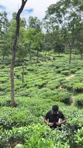 A man stands in a lush green tea plantation. He is wearing a dark t-shirt and holding a camera. The tea bushes are neatly arranged on a hillside, with trees interspersed throughout the landscape. The sky is overcast, suggesting a cloudy day. There are a few other people in the distance, walking along paths through the plantation. The man in the foreground adjusts his camera, seemingly preparing to take a photo or video. The overall scene depicts a serene and natural environment, likely a tourist destination.