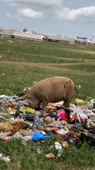 Pig forages through trash pile in Durimi, Nigeria