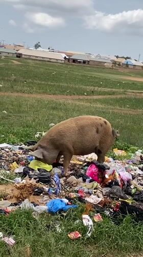 Pig forages through trash pile in Durimi, Nigeria