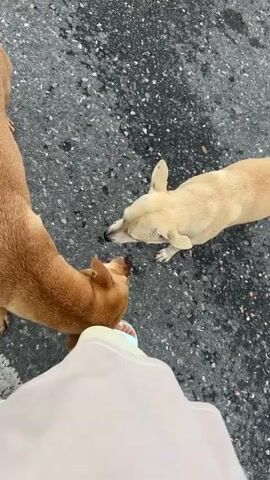 The video shows an overhead view of two dogs, one tan and one light brown, interacting with a person's legs and feet. The person is wearing light-colored pants and blue and white sandals. The dogs are on a gray asphalt surface with scattered small pebbles. The tan dog is positioned in the foreground, sniffing at the person's leg and occasionally licking their foot. The light brown dog is further back, looking up and to the side, with its mouth slightly open. The camera is held by the person whose legs are visible. The overall scene appears to be an outdoor environment.