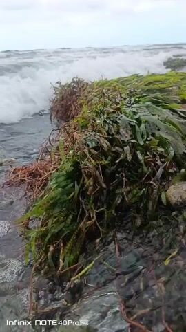 The video shows a close-up view of waves crashing onto a rocky shore covered in seaweed. The water is frothy and turbulent, with the waves repeatedly washing over the seaweed and rocks. The seaweed appears to be a mix of green and brown, with long, stringy fronds. The sky is overcast, suggesting a cloudy day. The footage is shaky, indicating it was likely shot handheld. There are no people or animals visible in the video. The timestamp at the bottom indicates it was recorded on an Infinix NOTE 40 Pro+ device.