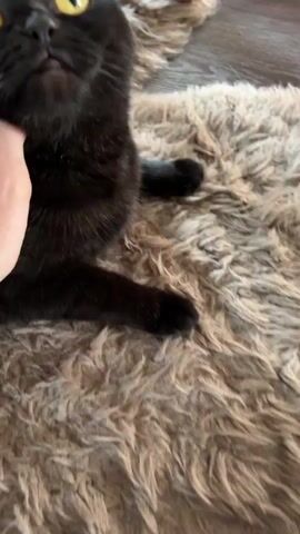 A black cat with bright yellow eyes is lying on a fluffy brown rug. A hand is petting the cat on its head. The cat's head moves slightly as it is being petted. The camera zooms in on the cat's face.