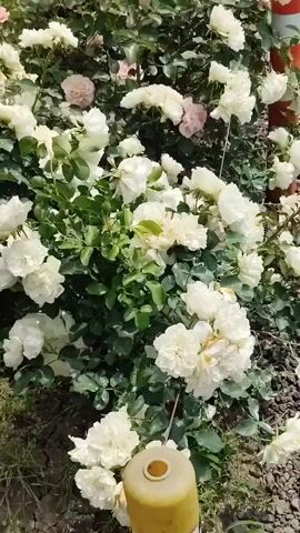 A collection of rose bushes is captured in a video, displaying a variety of colors including white, pink, and cream. The bushes are densely packed with flowers, creating a vibrant display. The scene appears to be outdoors, with greenery and a dirt path visible in the background. The camera pans across the rose bushes, offering a close-up view of the blooms and foliage. There are no people or animals visible in the video, and the focus is solely on the floral arrangement. The lighting suggests it is daytime, likely outdoors with natural light.