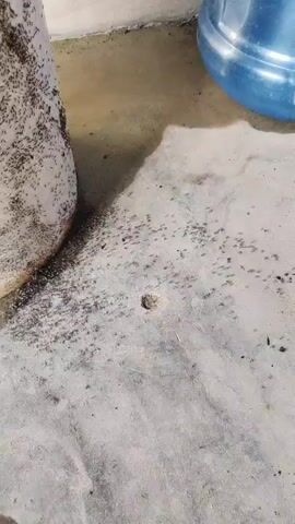 A close-up shot shows a large number of small, dark ants crawling on a concrete floor and up the side of a white cylindrical object. The ants appear to be in a trail, moving in various directions. There is a small, dark hole in the concrete floor near the center of the frame. In the background, the bottom of a large blue plastic container is visible. The lighting suggests an indoor environment, possibly a basement or storage area.