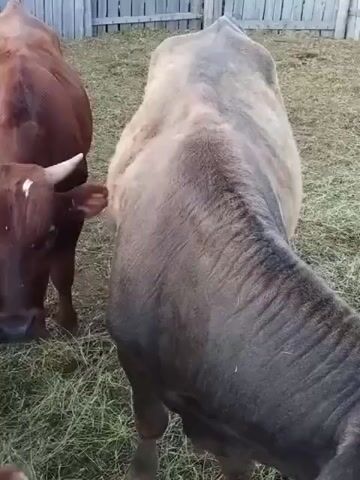 The video shows a close-up perspective of cows in an enclosure. Several cows are visible, with a brown cow in the foreground looking directly at the camera. Its head and part of its body are in focus. Behind it, a larger, lighter-colored cow is also visible, as is another brown cow further back. The ground is covered in dry grass and hay, and a wooden fence is visible in the background. The lighting suggests it is either early morning or late evening. The cows appear to be calm and are standing or grazing.