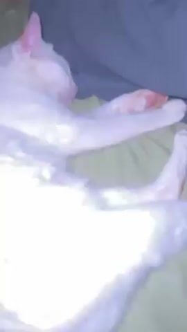 The video shows a white cat with a ginger tail sleeping on a bed. The bed has a green sheet and a gray blanket or duvet. The cat is lying on its side with its paws outstretched. The camera zooms in on the cat's face as it sleeps, showing its pink ears and nose.
