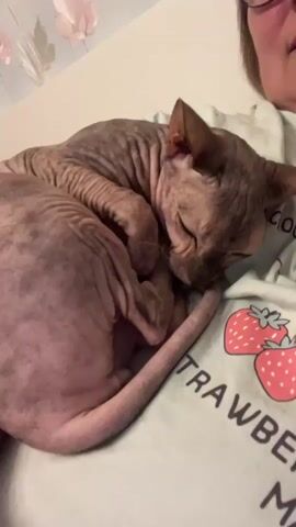 A hairless cat sleeps curled up on a person's chest. The cat is grey and pinkish with wrinkled skin. The person is wearing a light blue t-shirt with an illustration of strawberries and the words "STRAWBERRY MA" visible. The background is out of focus, showing a wall with some decorative items. The lighting is soft.