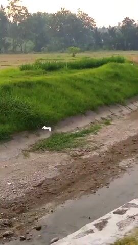 The video depicts a landscape with a narrow, concrete-lined irrigation canal running through it. The canal contains a shallow stream of water and a muddy bottom. Grass grows on either side of the canal. A white bird is seen briefly flying over the canal. In the background, there is a field with trees and vegetation. The sky is visible in the distance. The video appears to be taken from a moving vehicle, as the perspective shifts slightly.