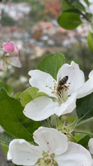 Bee pollinates apple blossoms in Bulgarian mountain village