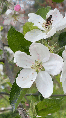 Bee pollinates apple blossoms in Bulgarian mountain village