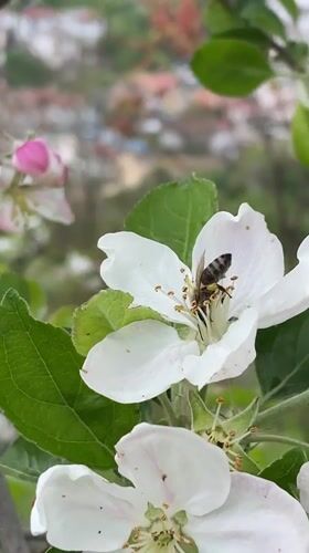 Bee pollinates apple blossoms in Bulgarian mountain village