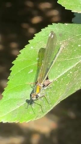 A damselfly rests on a vibrant green leaf, its delicate wings fanning out slightly. The damselfly has a slender, iridescent body with prominent eyes and delicate, transparent wings that catch the sunlight. Small, white dots are visible on the wingtips. Its legs are positioned for stability on the leaf's textured surface.

The leaf itself is broad and has serrated edges, showing some natural wear and tear. The background is blurred, suggesting a natural environment, possibly near water, with dappled sunlight filtering through. The lighting indicates it is daytime, likely sunny, casting a clear shadow of the damselfly on the leaf.

The scene is peaceful and captures a moment of stillness in nature. There is no visible text in the media file. The overall impression is one of natural beauty and close-up observation of an insect in its habitat.