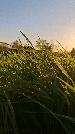 Woman films herself in sunlit grass field near Karsha