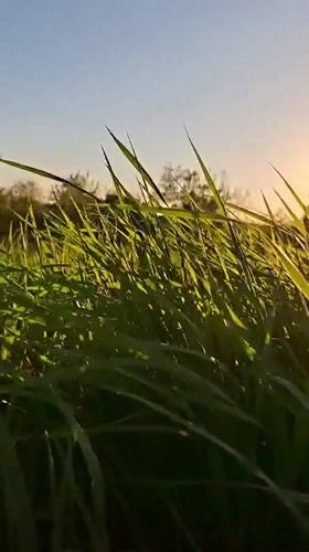Woman films herself in sunlit grass field near Karsha