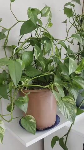 The video shows a slow pan of indoor plants. The first plant is a Pothos with variegated leaves in a brown pot. It is on a white shelf. Next to it is another Pothos in a white pot. Then the camera pans to two Yucca plants in white pots. The Yucca plants are near a window with sheer beige curtains.