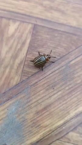 A Colorado potato beetle is visible on a wooden surface. The beetle is oriented to the left and appears to be walking. The wooden surface has a wood grain pattern and appears to be a floor or tabletop. The video is in color.