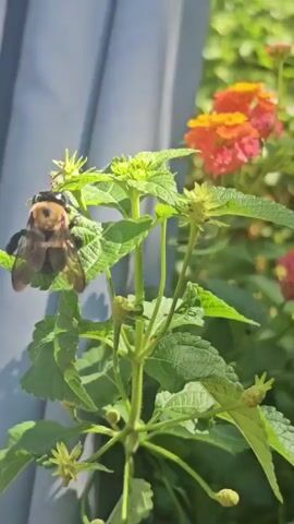 A close-up, medium shot captures a large, fuzzy bumblebee perched on a cluster of bright green leaves and developing flower buds. The bee, with its characteristic black and yellow markings, is positioned on the top leaf of a plant stem, its body facing towards the right side of the frame. Its wings are slightly spread, suggesting it is either about to fly or has just landed.

In the background, out of focus, is a vibrant display of Lantana flowers in shades of orange and pink, creating a colorful, sun-drenched backdrop. The lighting indicates it is daytime, likely mid-morning or afternoon, with bright sunlight casting dappled shadows on the leaves. The scene is set in a garden or natural outdoor environment, with lush greenery dominating the foreground and midground. The background flowers suggest a warm climate, possibly spring or summer.

A blurred, vertical gray object, possibly a fence post or railing, is visible on the left edge of the frame, adding a subtle element of artificial structure to the otherwise natural setting. The overall mood is peaceful and serene, highlighting the intricate details of nature. There is no visible text in the media file. The location is specified as Marietta, United States.