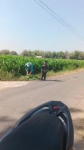 A low-angle shot, presumably from the perspective of someone on a motorcycle, shows a rural scene under a clear sky. In the mid-ground, a person wearing a light-colored hat and a blue shirt is bent over, appearing to be harvesting or gathering something green from the side of a road, next to a tall cornfield. Beside this person, a young boy in a dark military-style uniform stands watching. The cornfield stretches along the right side of the frame, with trees and foliage visible in the distance. A paved road runs horizontally across the foreground, with the back of a motorcycle seat visible at the very bottom of the frame. Power lines are strung across the upper portion of the sky.