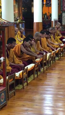 A group of approximately fifteen Buddhist monks, dressed in traditional yellow and maroon robes, are seated in rows on a polished wooden floor within a monastery or temple. Each monk sits on a low wooden chair with an open religious text resting on a small stand in front of them. Most of the monks are looking at their texts or towards the front, with their mouths moving in what appears to be chanting or prayer. White pillars frame the room, and ornate religious decorations, including wall hangings and altars with statues, are visible in the background. The room is brightly lit, creating a solemn and focused atmosphere as the monks participate in their ritual, accompanied by audible chanting. The setting suggests a religious ceremony in Qila Nathu Singh, India.
