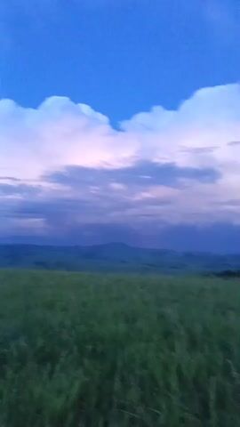 The video shows a vast field of tall green grass in the foreground, with rolling hills and mountains in the distance. The sky is a deep blue, with large, fluffy white clouds tinged with pink and purple from the setting sun. The scene is serene and peaceful, with a sense of natural beauty and tranquility. There are no people or man-made objects visible in the video, making it a purely natural landscape. The camera is static, capturing the still beauty of the environment.