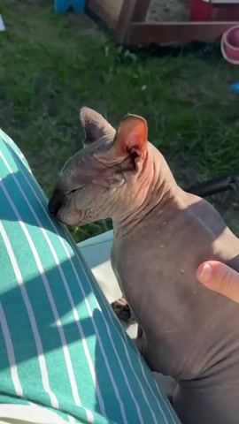 The video shows a close-up of a hairless cat, possibly a Sphynx breed, sitting on someone's lap outdoors. The cat has wrinkled skin and large ears. A hand is seen gently stroking the cat's head and neck. The background features green grass, sunlight, and what appears to be part of a wooden play structure or fence. The person's legs are covered in striped teal and white fabric.