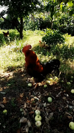 Chickens, gardens, and animals in a Ukrainian village backyard