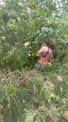A person is cutting branches of a tree with a chainsaw. The person is wearing a pink shirt, dark pants, and a dark fanny pack, and a dark baseball cap. The person is surrounded by dense green foliage, including branches that have already been cut and are lying on the ground. The chainsaw is making a loud noise as it cuts through the branches. The person appears to be clearing or trimming the tree.