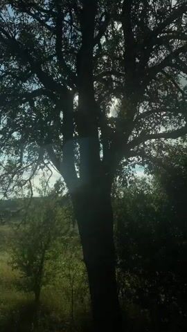 The video opens with a view of a tree in silhouette against a bright sky. The sun shines through the branches, creating a lens flare effect. The camera then pans slightly to the right, revealing a green field stretching into the distance. The sky is blue with scattered clouds. As the video progresses, the camera continues to pan, showing more of the field and the sky. The sun remains visible, sometimes peeking through the clouds, and other times obscured by them. The overall impression is one of a peaceful, rural landscape on a sunny day.