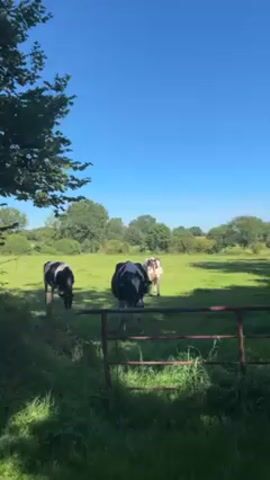 The video shows a field of green grass under a clear blue sky. Three cows, mostly black and white, are grazing in the field. A rusty gate separates the viewer from the cows. A tree with dense green foliage is on the left side of the frame. The background contains additional trees. The lighting suggests it is a sunny day.