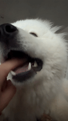 Woman documents morning moments with Samoyed dog in Chaikovsky