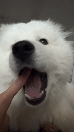 Woman documents morning moments with Samoyed dog in Chaikovsky