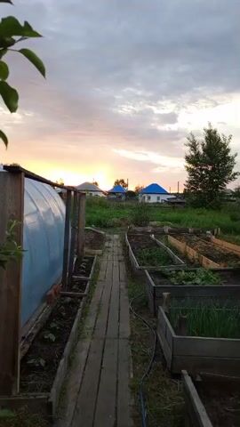 This is a vertical, wide-angle video of a garden at dusk. In the foreground on the left is a greenhouse made of blue plastic and wood. A wooden path runs down the center of the garden, flanked by raised garden beds. The beds are planted with various vegetables, including what appears to be young plants and green onions. In the background, there are several houses with blue roofs and a single tree on the right. The sky is filled with clouds, with the sun setting on the horizon, casting a warm glow. The overall impression is one of a rural or suburban garden at the end of the day.