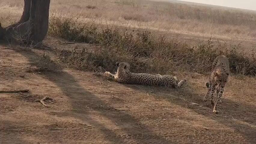 In a medium shot, two cheetahs are present near a tree in an arid, grassy environment. One cheetah is lying on the ground, while the other is walking towards the right. The ground appears dry with tire tracks. The area is sparsely vegetated.