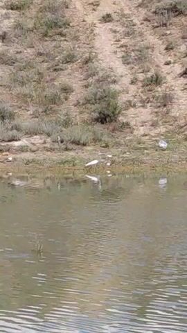 The video shows a body of water with a dirt embankment in the background. A white bird, possibly an egret or heron, stands near the edge of the water on the embankment. The bird appears to be foraging or looking for food. There is also some litter visible on the embankment, including what appears to be a white plastic bag. The water is rippled, suggesting a light breeze. The embankment is covered with dry grass and some sparse vegetation.