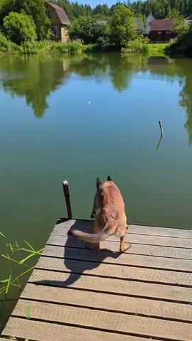 A dog jumps off a wooden dock into a lake. The dog is a medium-sized, tan and black Belgian Malinois. It is facing away from the camera, looking towards the water. The dog then leaps into the water, creating a large splash. The lake is surrounded by trees and houses. The sky is blue and there are some clouds.