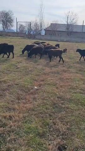A flock of sheep grazes in a field. Most of the sheep are black, with one cream-colored sheep wandering among them. The field has sparse grass and bare patches.  In the background is a water tower, a building, and trees. The sky is cloudy. There is a piece of white trash in the grass. The wind blows strongly.