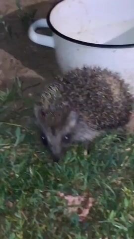 A hedgehog with dark eyes and spines is crouched on green grass. It is facing the camera. Behind the hedgehog is a large white pot with a handle, which appears to contain water. The background is dark and out of focus.