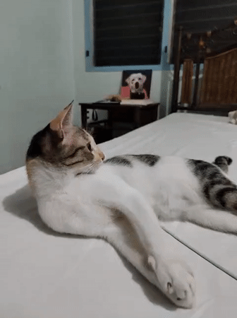 Davao City resident records pet interactions and evening traffic