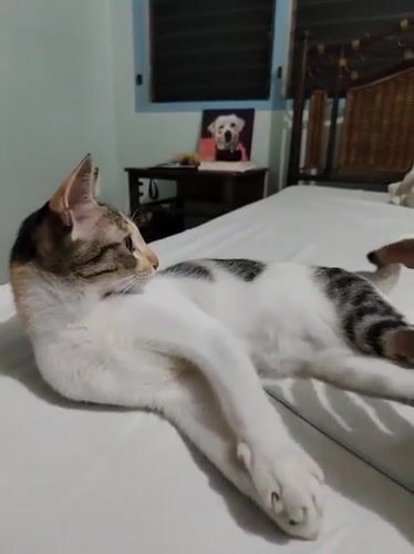 Davao City resident records pet interactions and evening traffic