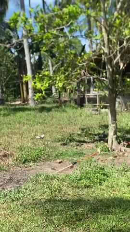 The camera pans slightly from left to right across a scene in a grassy yard or field, revealing a small wooden structure in the background with what appears to be a cage attached. There are several trees visible, including palm trees and a tree in the foreground with green leaves. The ground is mostly green grass with some patches of dirt and debris like small pieces of brick or branches. The sky is blue and partly visible between the trees. There is no visible human presence or activity.