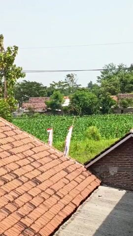 A vertical shot shows a tiled roof in the foreground, with a brick wall and a cement surface visible on the right. In the background, a lush green field of crops stretches towards a village. Several houses with red tile roofs are nestled amongst dense foliage. Two small Indonesian flags, red and white, are mounted on poles in the middle ground. The sky is clear and bright, indicating a sunny day.