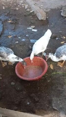 Three ducks are gathered around a red plastic bowl filled with what appears to be feed. One white duck is in the center, with its head down in the bowl. To its left, a duck with white and grey feathers is also eating from the bowl. To the right of the white duck, another duck with white and grey feathers is also eating. The ducks are on a dirt surface with scattered debris, including leaves and small white objects. The background shows more dirt and some concrete blocks.