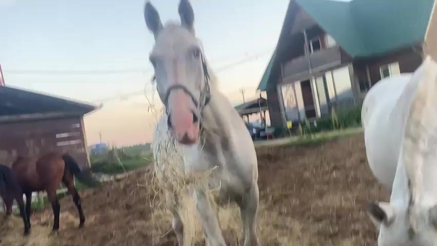 The video begins with a close-up of a white horse with a halter and a mouthful of hay. The horse is looking directly at the camera. Behind it, another white horse is partially visible, also with its head down. To the left, a brown horse is grazing in the background. In the background, there is a wooden building, a larger wooden house with a green roof, and a fence. The ground is covered in dirt and hay. The sky is a pale blue, indicating it is likely late afternoon or early evening. The camera angle is low, looking up at the horses. The video transitions to closer shots of the horses' faces as they chew and look around.
