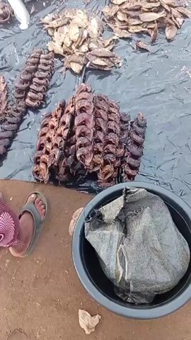 The video shows a street vendor selling dried fish. The fish are displayed on a black tarp and in a woven basket. Some of the fish are strung together on skewers. A person wearing sandals and a patterned cloth stands near the fish. The ground is dirt and littered with pieces of paper. A black plastic tub covered with a gray sack sits near the vendor.