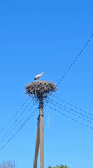 Stork and goat spotted in Lithuanian village countryside