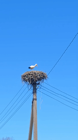 Stork and goat spotted in Lithuanian village countryside