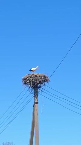 A single stork stands in a large, rough nest atop a concrete utility pole, set against a clear blue sky. Several electrical wires are strung near the nest. The stork is white with black wing tips and a long, red beak. Some green foliage can be seen at the very bottom of the frame.