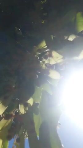 A video shows sunlight filtering through green leaves of trees against a clear blue sky. The camera angle is from below, looking up at the canopy. The leaves are varied in shape and some appear to have small dark berries or buds. The sun is bright and causes lens flare in several shots. The video is short and shows no people or other objects.